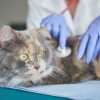  vet websites