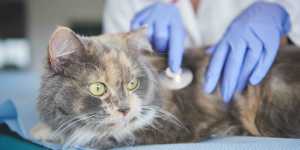  vet websites