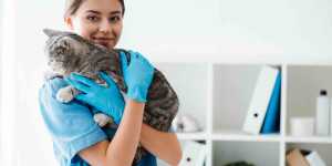 DiversifyYourIncome Power Vet Websites vet websites