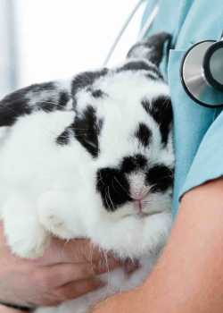  vet websites