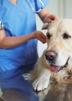  vet websites