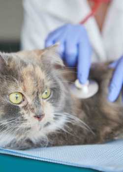  vet websites
