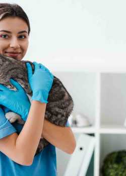 vet websites
