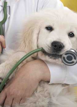 TheTruthAboutMasterResellerAndPrivateLabelRightsOffers Power Vet Websites vet websites