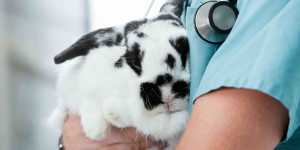TrafficBuildingIntegritySImpact Power Vet Websites vet websites