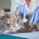  vet websites