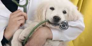 WhatIsArticleMarketing Power Vet Websites vet websites