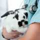  vet websites